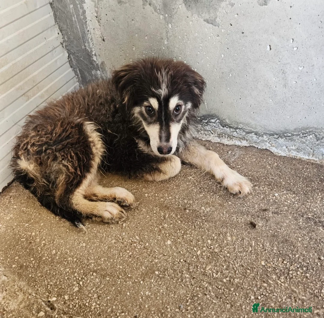 Meticcio cani in regalo: Yuri favoloso cucciolo simil border collie - Annuncio 2