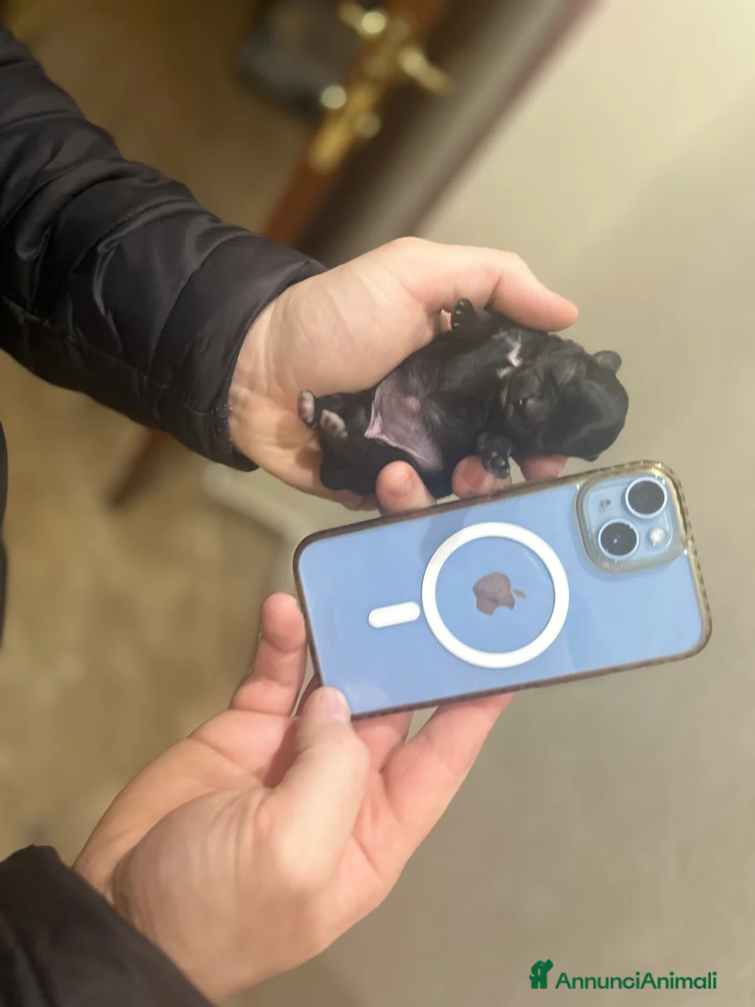 Chihuahua cani in vendita: Chihuahua femmina - Annuncio 8