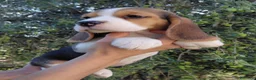 Beagle cani in vendita: Cuccioli Beagle - Annuncio 3