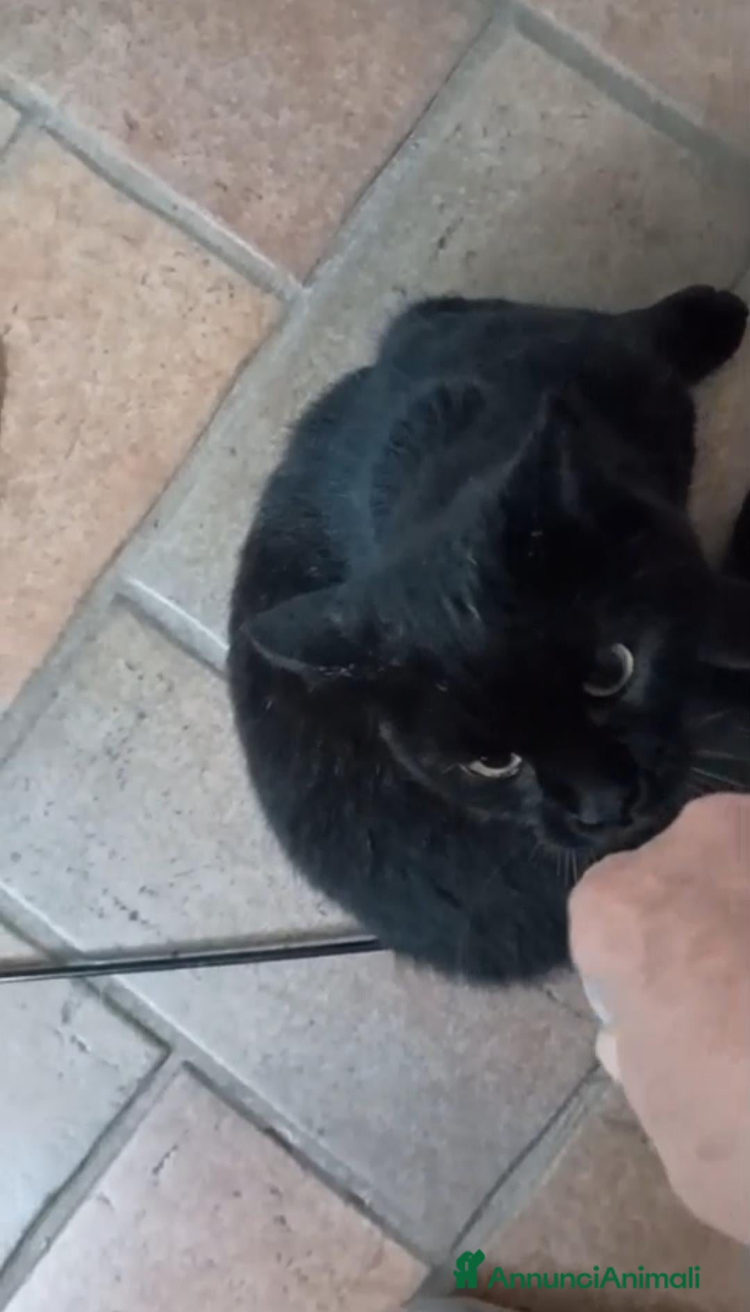 Meticcio gatti GATTO NERO  - Annuncio 1
