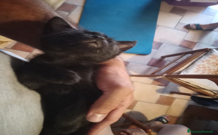 Altre razze gatti a Provincia di Pisa - Annuncio 9