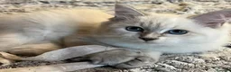 Siberiano gatti in vendita: Gattina Siberiana ipoallergenca - Annuncio 3
