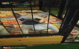 Bulldog Francese cani in vendita: CUCCIOLA DI BOULDOGUE FRANCESE  a Province of Pavia - Immagine 12