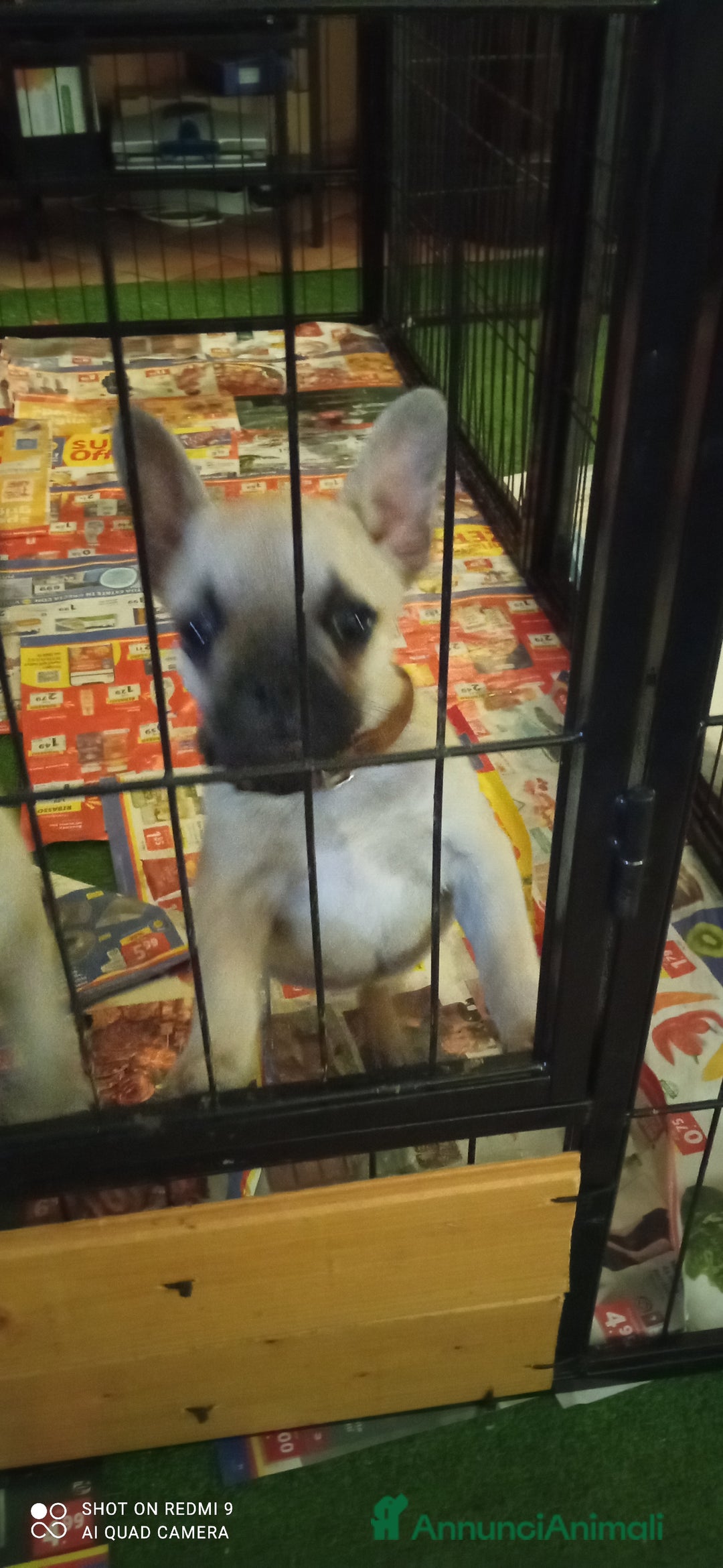 Bulldog Francese cani in vendita: CUCCIOLA DI BOULDOGUE FRANCESE  a Province of Pavia - Immagine 12