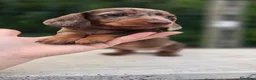 Bassotto cani in vendita: Bassotti arlecchino - Annuncio 10