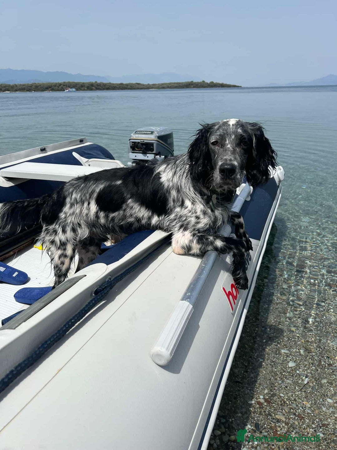 Setter Inglese cani in regalo: GINO, simpaticissimo SETTER INGLESE! - Annuncio 11