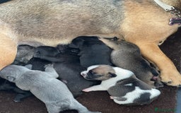 Bulldog Francese cani in vendita: Bulldog francese  - Immagine 10