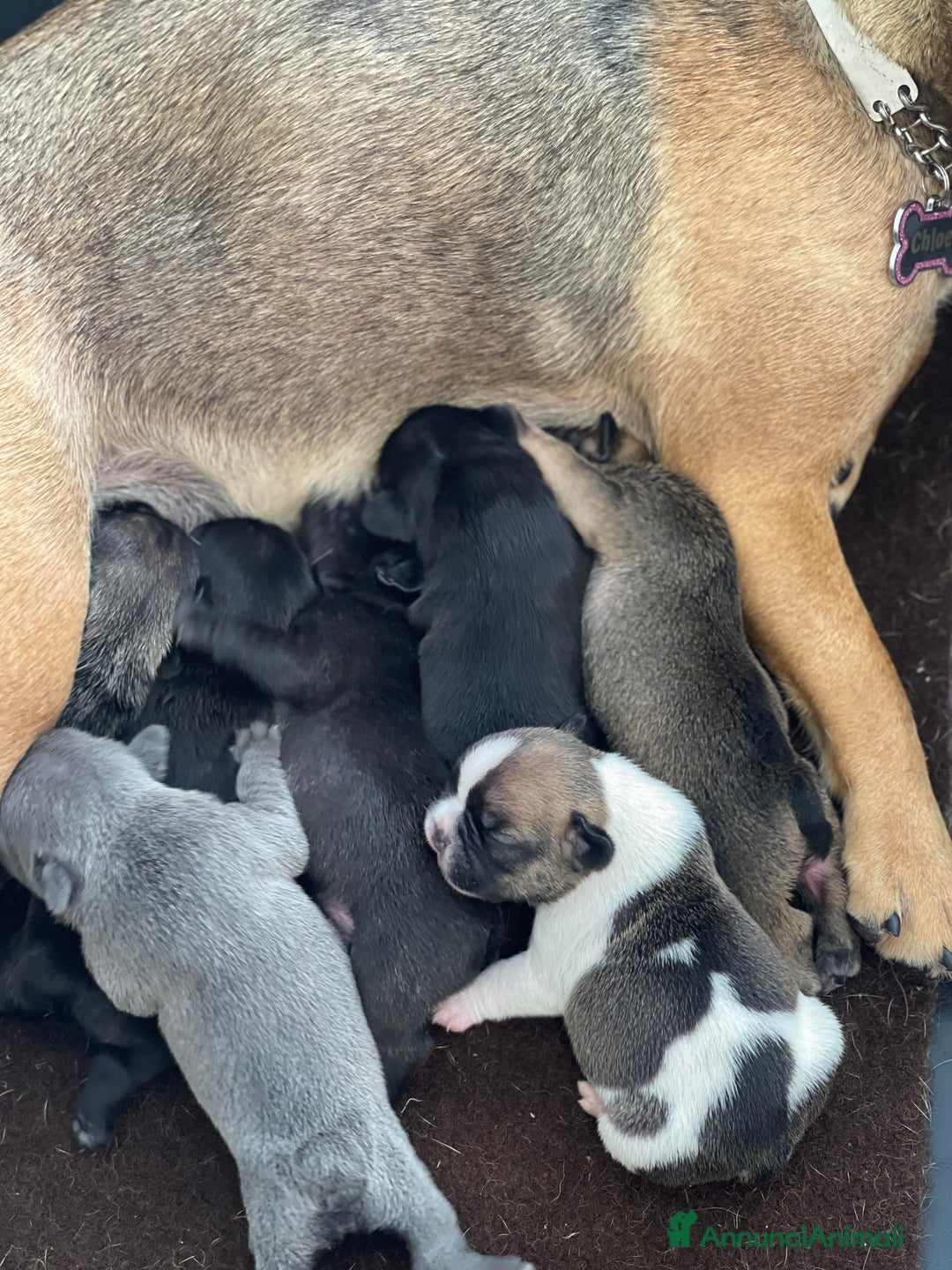 Bulldog Francese cani in vendita: Bulldog francese  - Immagine 10