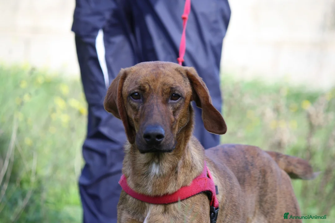 Meticcio cani in regalo: Giordan giovane segugio in adozione  - Annuncio 7
