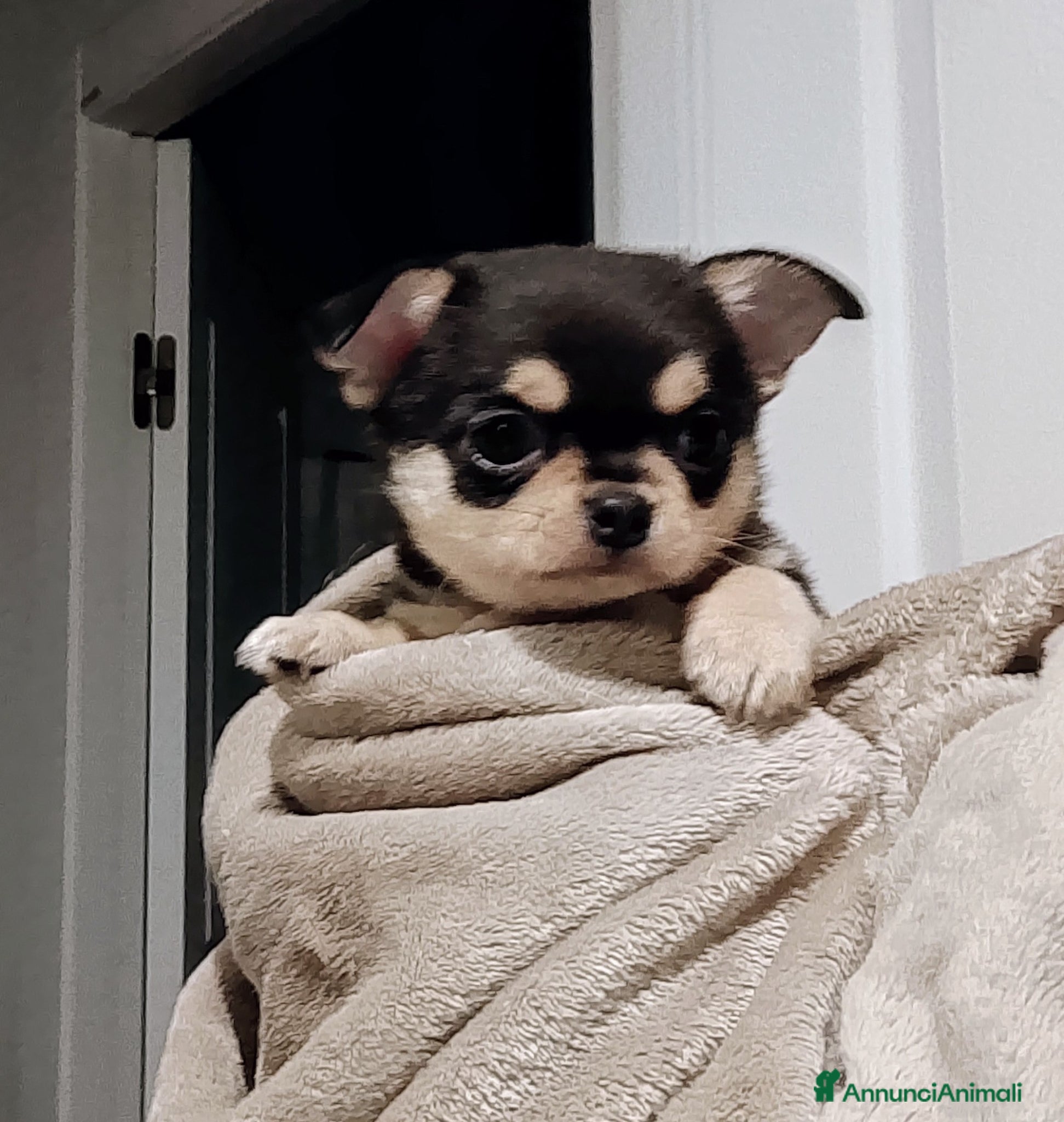 Chihuahua cani Chihuahua pedigree ENCI  - Annuncio 3