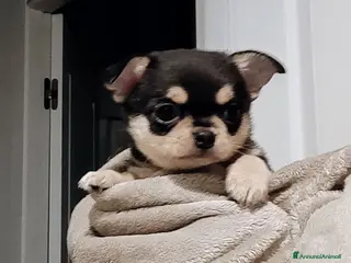 Chihuahua cani Chihuahua pedigree ENCI - Annuncio 3