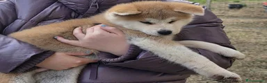 Akita Inu Cucciolo 2