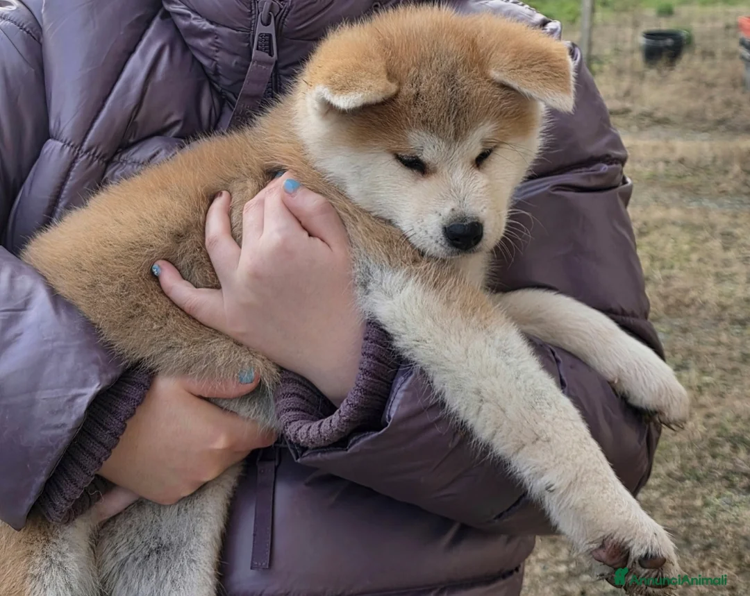 Akita Inu cani in vendita: Disponibili cuccioli Akita inu Pedigree  - Annuncio 3