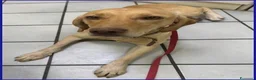 Meticcio cani in regalo: BAGIGIO splendido cucciolone a Città metropolitana di Milano - Annuncio 4