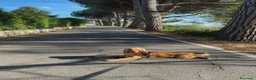 Cocker cani per accoppiamento: Cerco Cocker Spaniel Femmina per accoppiamento  a Città Metropolitana di Torino - Annuncio 3