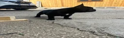 Bulldog Francese cani in vendita: bulldog francese nero cani animali  - Annuncio 7