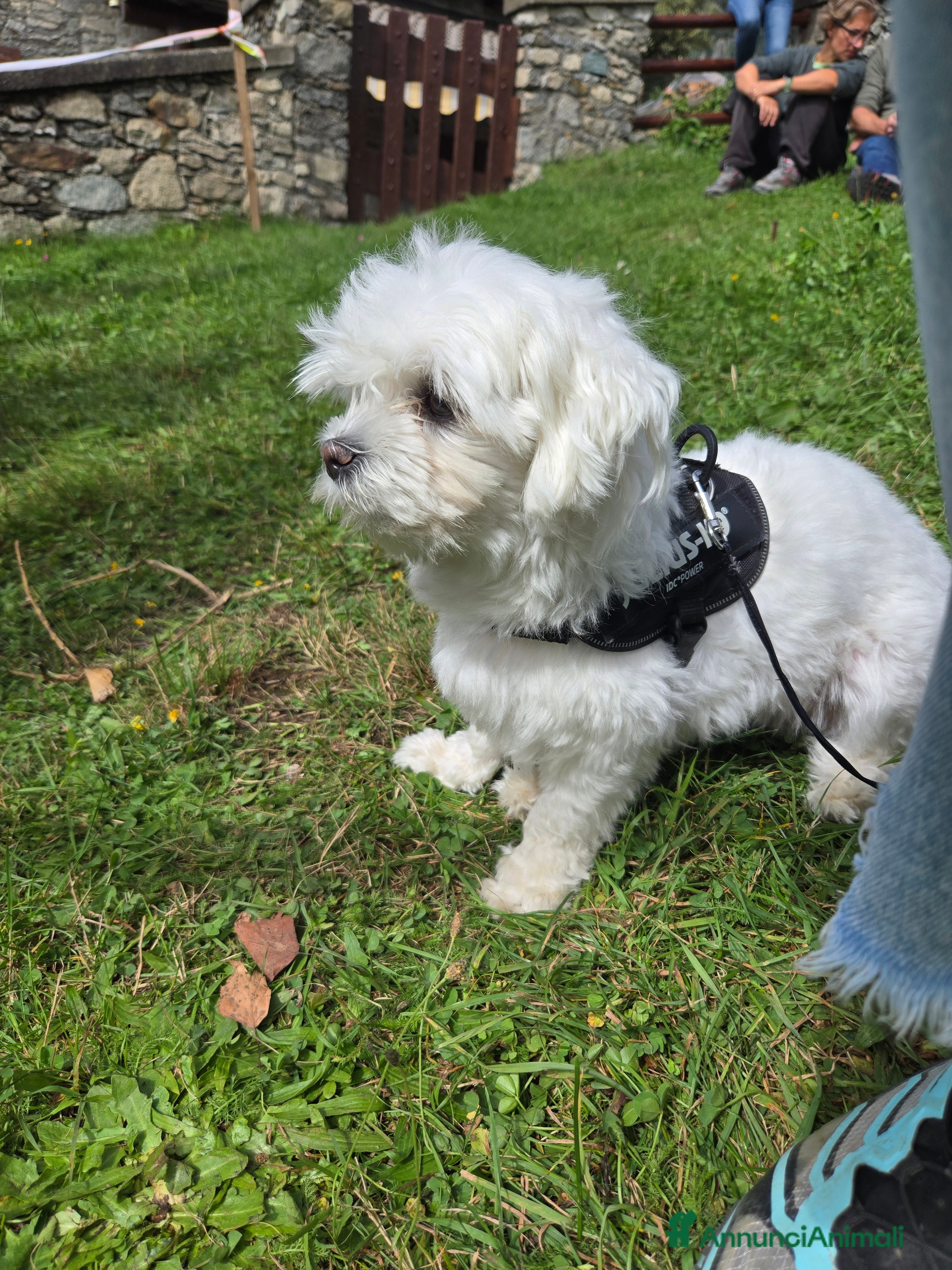 Maltese cani Accoppiamento  - Annuncio 25