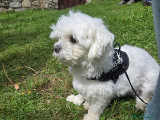 Maltese cani Accoppiamento - Annuncio 3