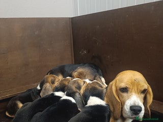 Beagle cani Cuccioli Beagle - Annuncio 1