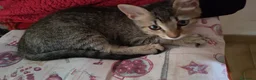 Meticcio gatti in regalo: Ahisha cerca casa a Provincia di Salerno - Annuncio 2