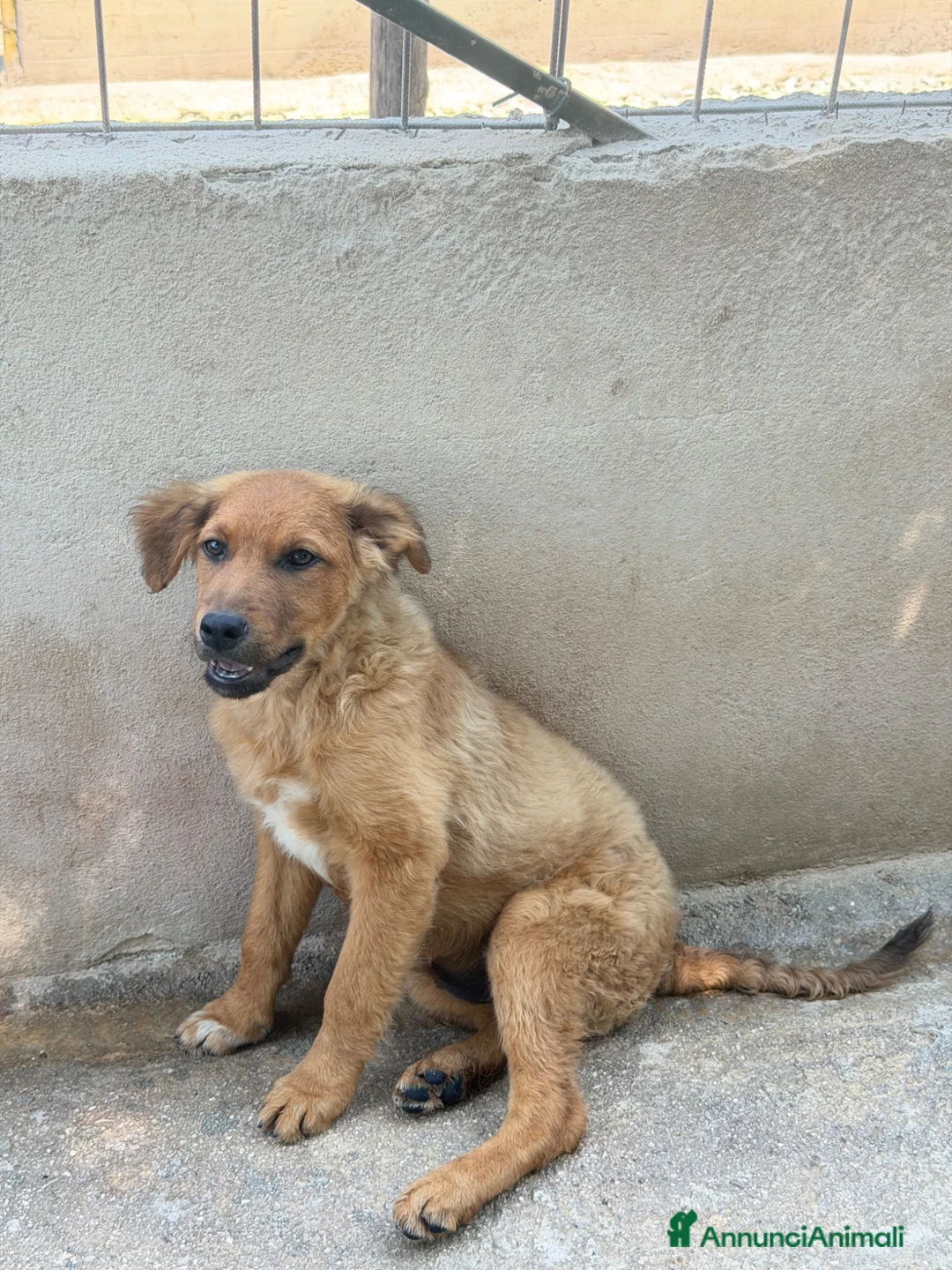 Meticcio cani in regalo: Jonny  a Provincia di Parma - Annuncio 4