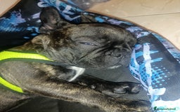 Bulldog Francese cani in vendita: Bulldog francese maschio  - Immagine 10