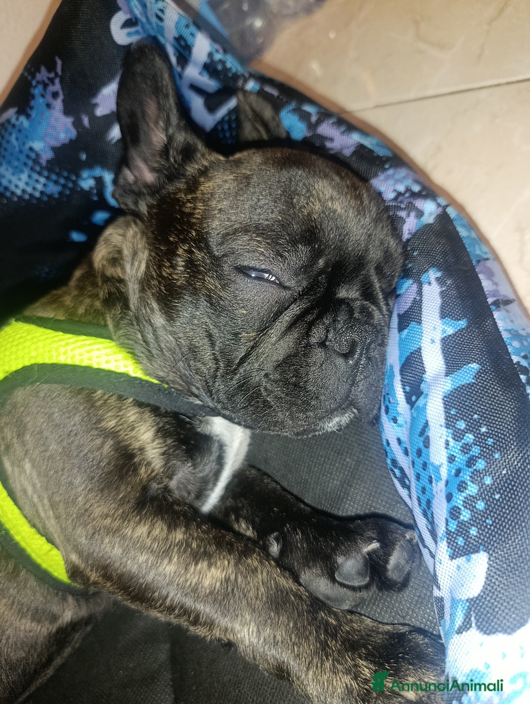 Bulldog Francese cani in vendita: Bulldog francese maschio  - Immagine 10