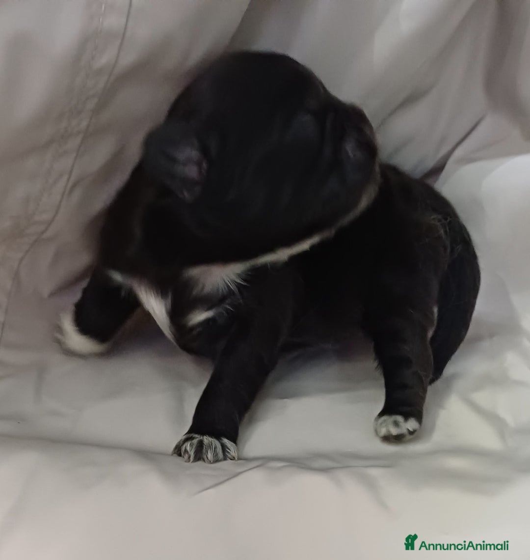 Shih Tzu cani in vendita: Cuccioli shih-tzu  - Annuncio 4