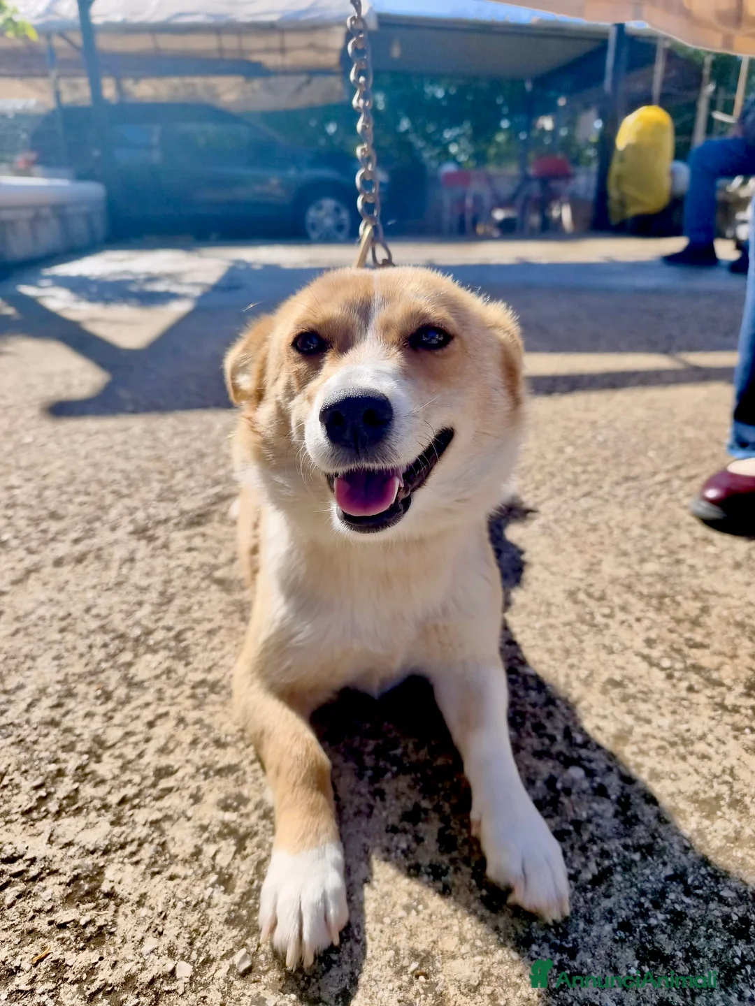 Meticcio cani in regalo: Cucciola 3 mesi femmina taglia media - Annuncio 2