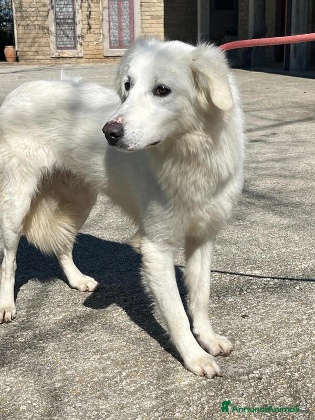 Meticcio cani in regalo: MARY ABBANDONATA COME SPAZZATURA CERCA ADOZIONE - Annuncio 1