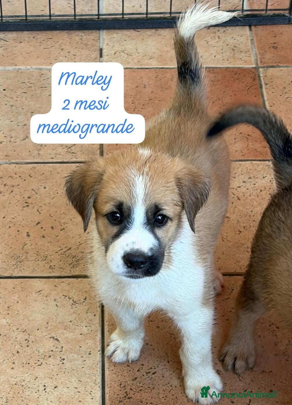 Meticcio cani Cuccioli invisibili da salvare  - Annuncio 20