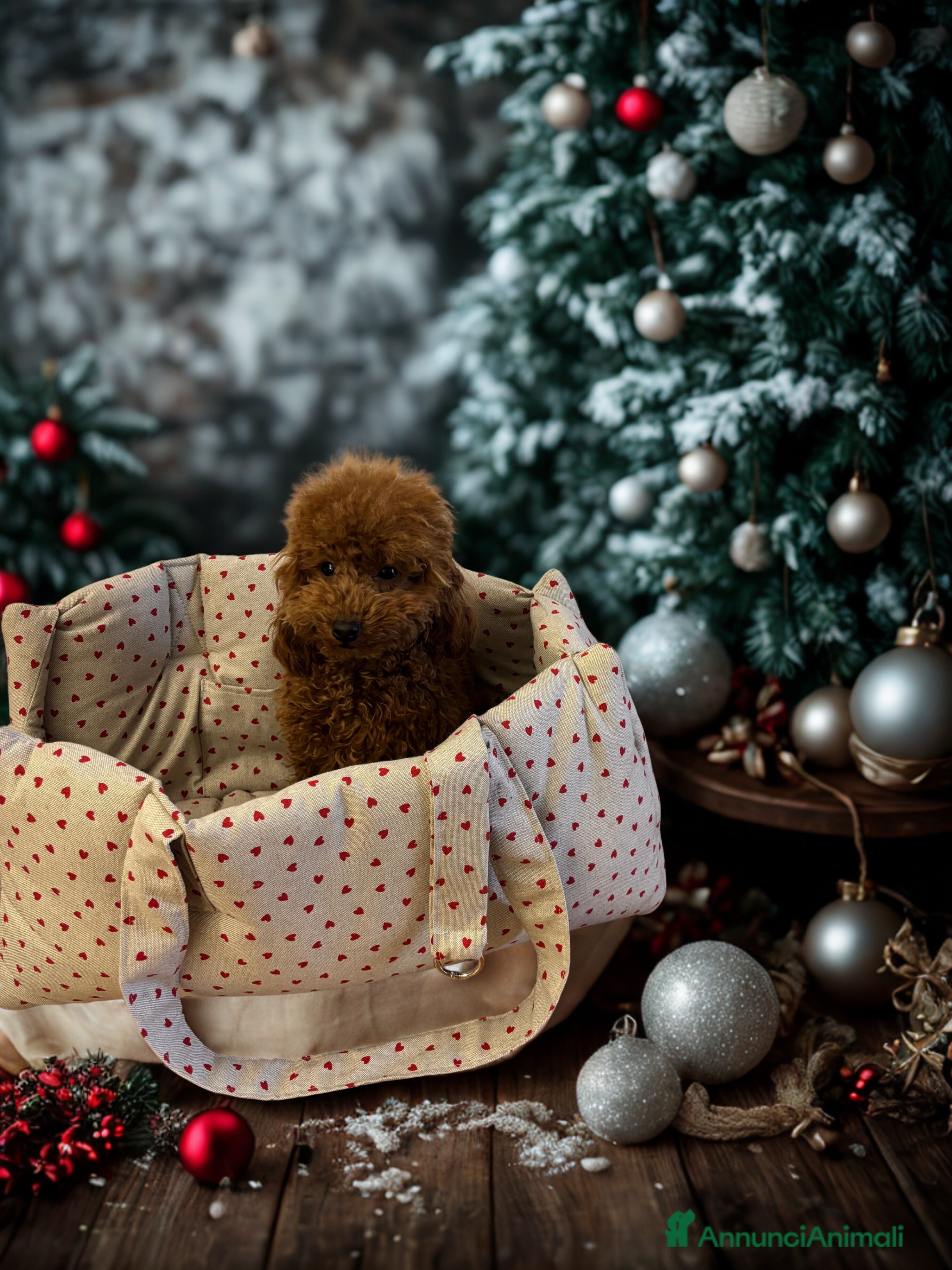 Barboncino Toy cani Femmine barboncino toy molto piccole - Annuncio 2