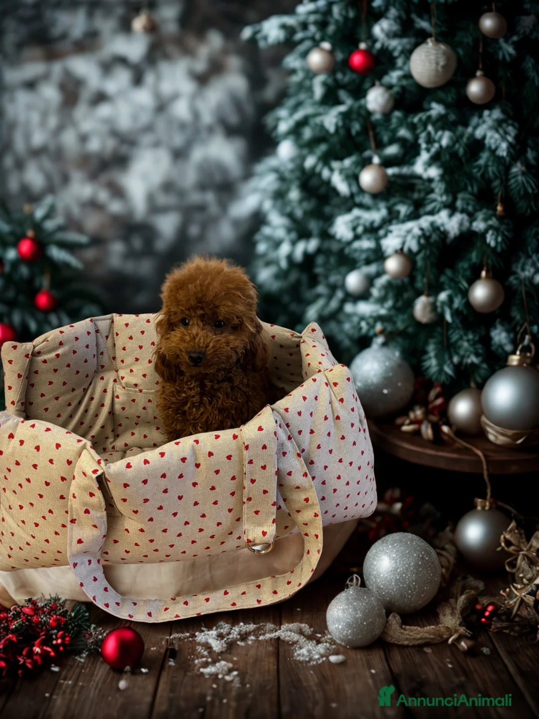 Barboncino Toy cani in vendita: Femmine barboncino toy molto piccole - Annuncio 2