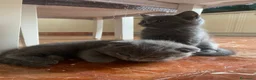 Scottish gatti in vendita: Gatti Scottish Fold e Scottish Straight - Annuncio 4