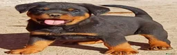Rottweiler cani in vendita: Disponibili cuccioli Rottweiler  - Annuncio 19