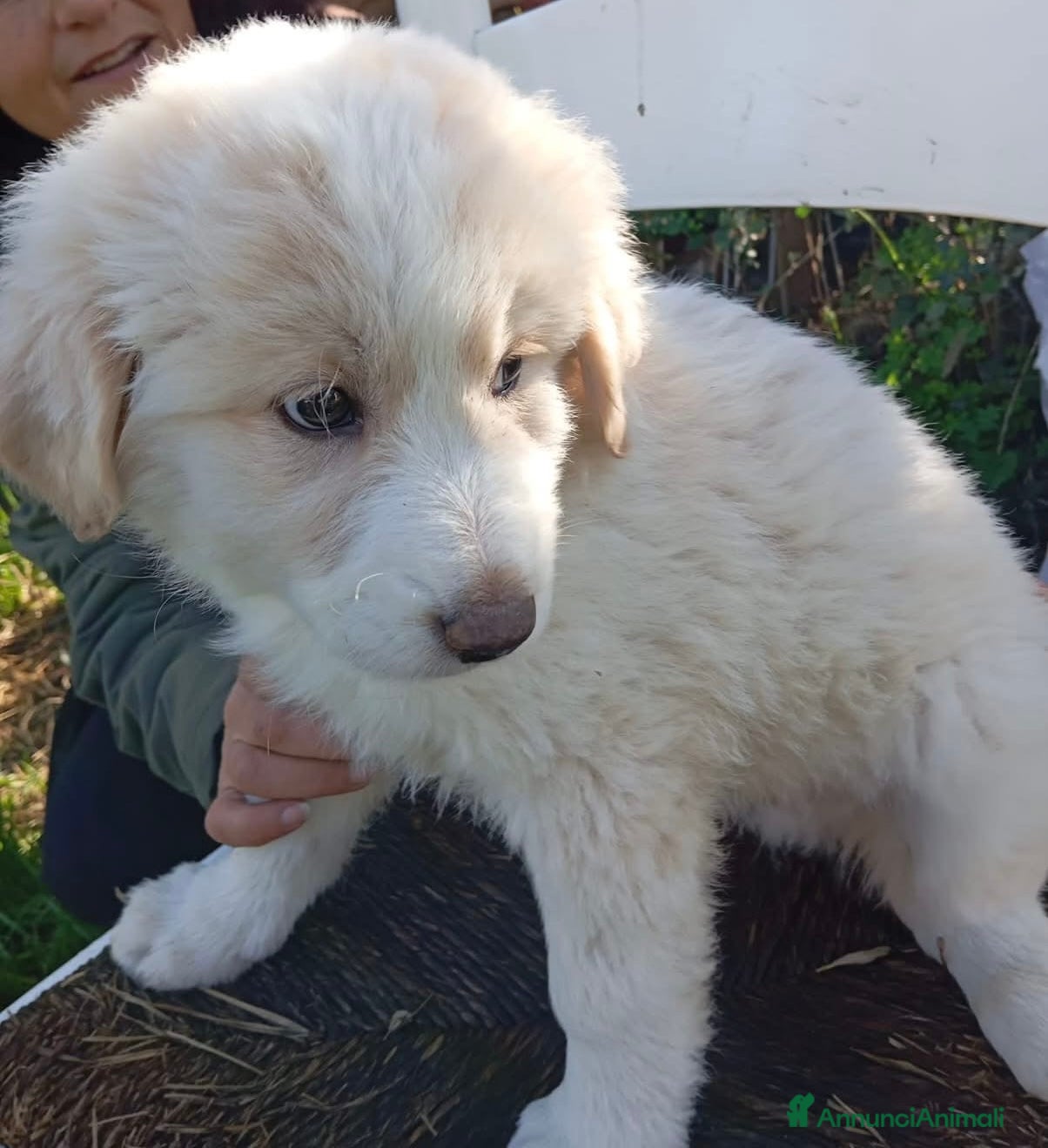 Pastore Maremmano cani Dolci cuccioli tg grande simil maremmani 2 mesi - Annuncio 2