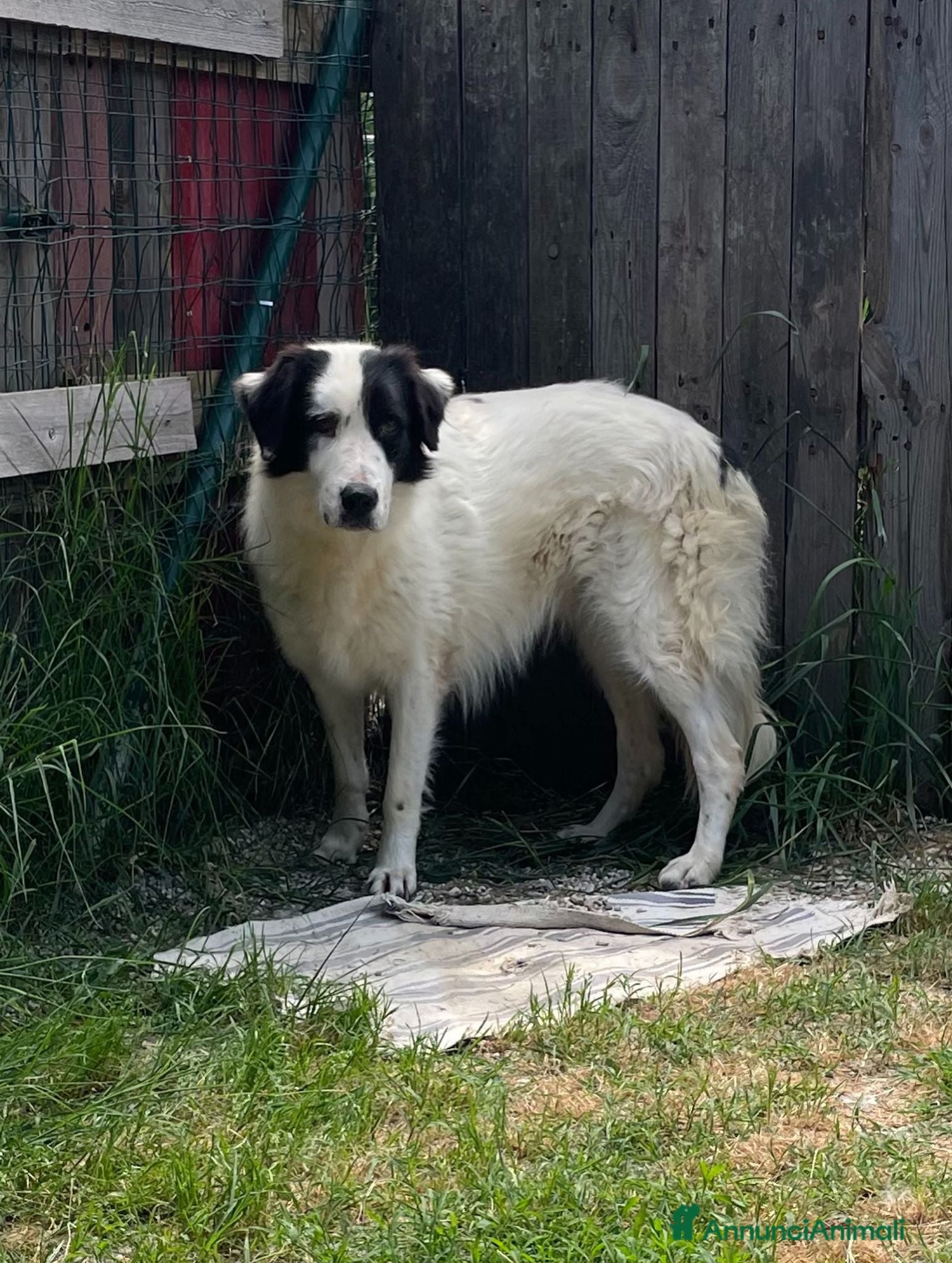 Meticcio cani Adotta Sara - Annuncio 8