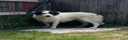 Meticcio cani in regalo: Adotta Sara - Annuncio 1