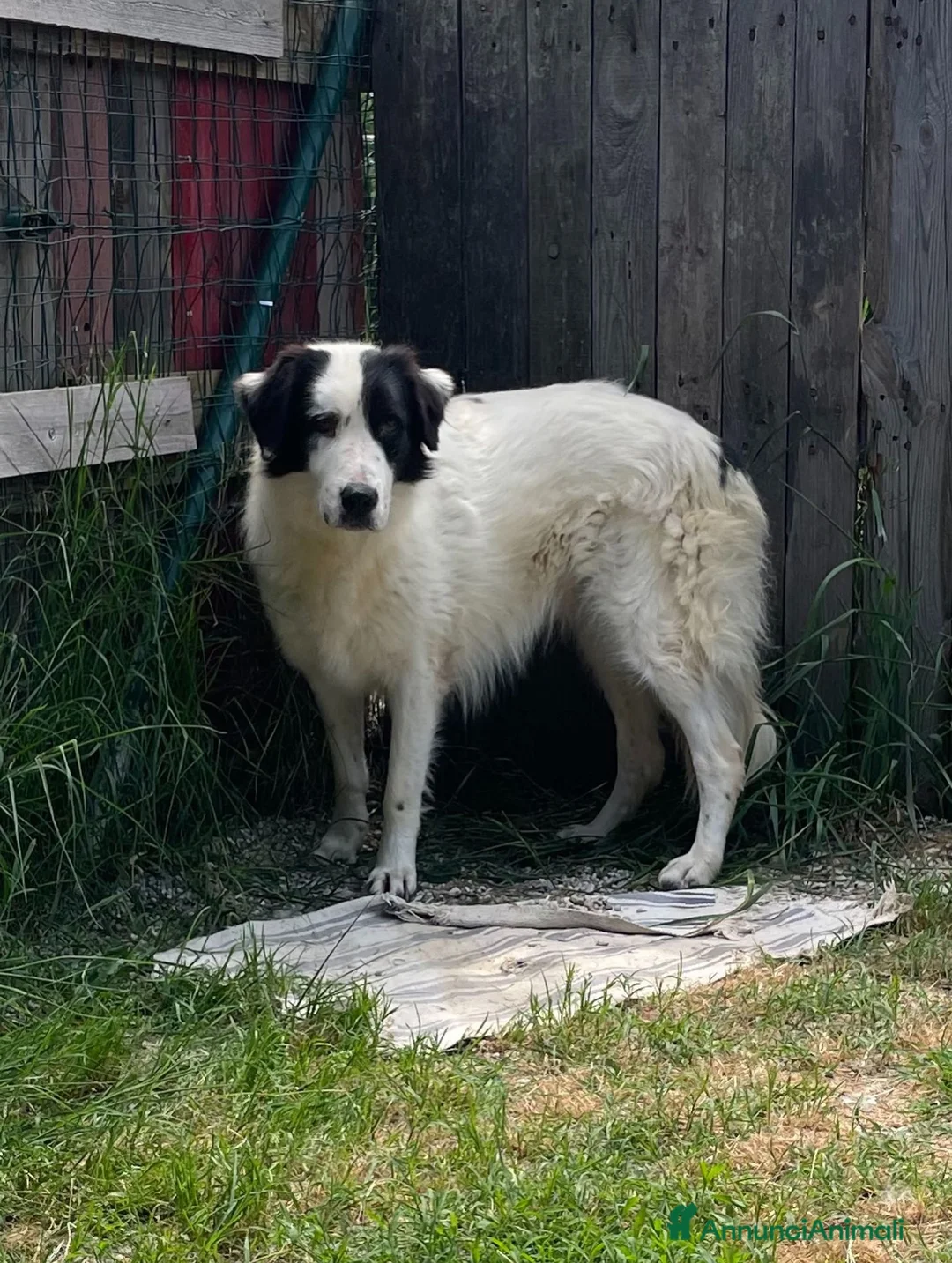 Meticcio cani in regalo: Adotta Sara - Annuncio 1