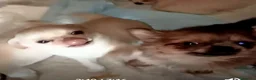 Chihuahua cani in vendita: Chihuahua pedigree ENCI eccellente  - Annuncio 23