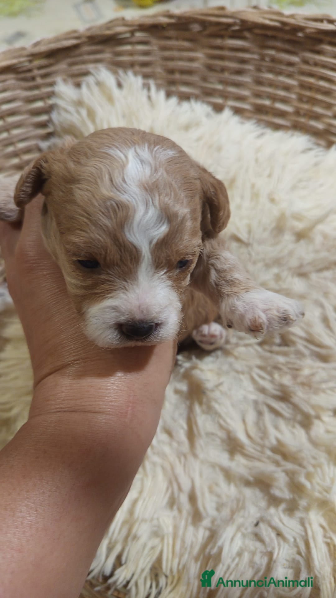Meticcio cani in vendita: Cuccioli di Maltipoo - pronti dal 15 Dicembre - Annuncio 3