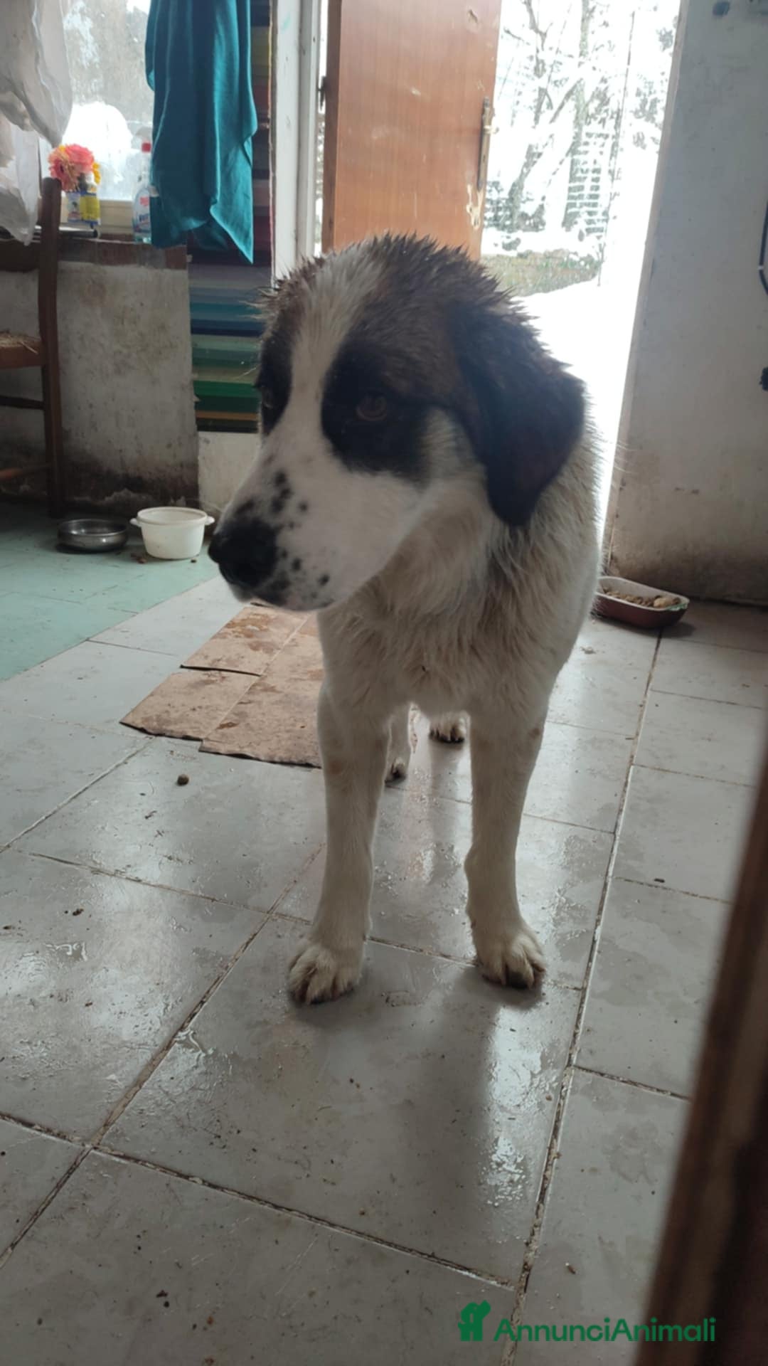 Meticcio cani CUCCIOLO METICCIO 6 MESI a Provincia di Avellino - Annuncio 18