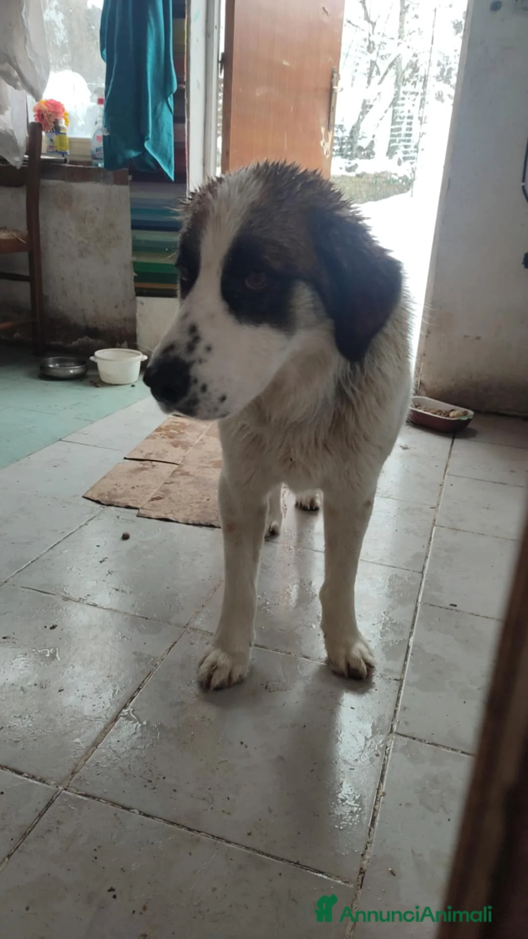 Meticcio cani in regalo: CUCCIOLO METICCIO 6 MESI a Provincia di Avellino - Annuncio 1