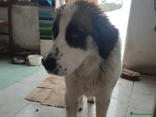 Meticcio cani CUCCIOLO METICCIO 6 MESI a Provincia di Avellino - Annuncio 21