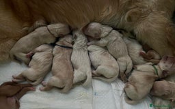 Golden Retriever cani in vendita: Cuccioli golden retriever linea inglese  a Città Metropolitana di Torino - Immagine 14
