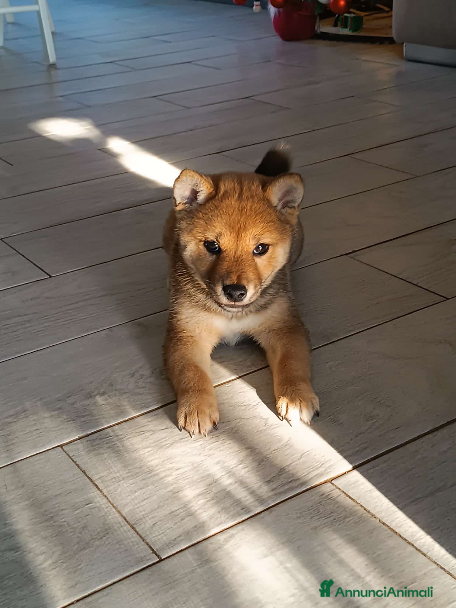 Shiba Inu cani Cuccioli di Shiba Inu - Annuncio 38