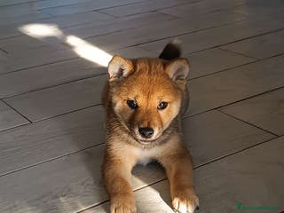 Shiba Inu cani Cuccioli di Shiba Inu - Annuncio 3
