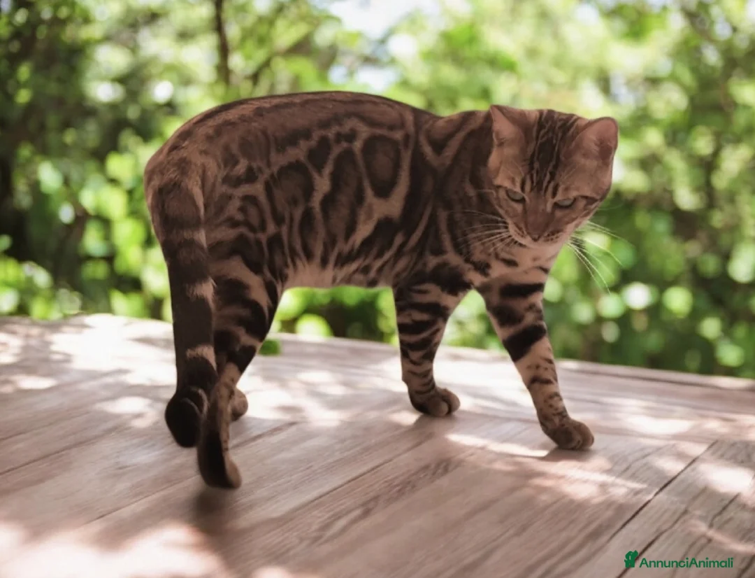 Bengala gatti in vendita: Spettacolare gatto del Bengala  - Annuncio 2