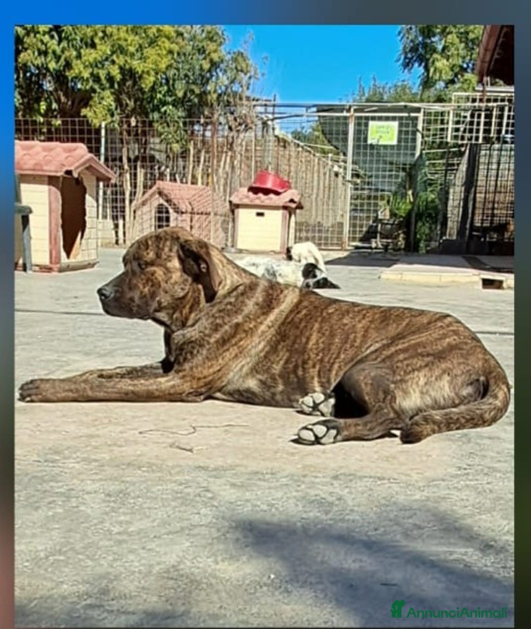 Meticcio cani in regalo: LUCKY cucciolo simil cane corso - Annuncio 3