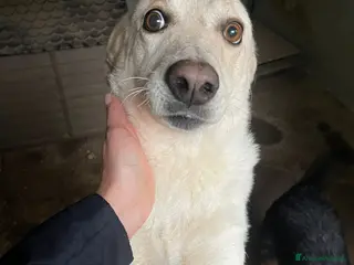 Meticcio cani LA DOLCISSIMA SUSY - Annuncio 3